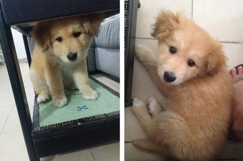 ימים-ראשונים